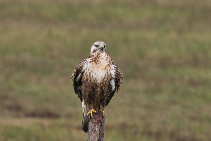 Мохноногий курганник Забайкалья