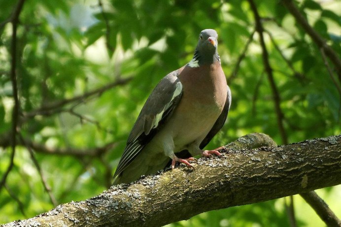 Птенцы зяблика слетки