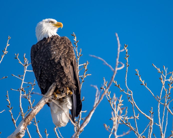 Щур, чечетка