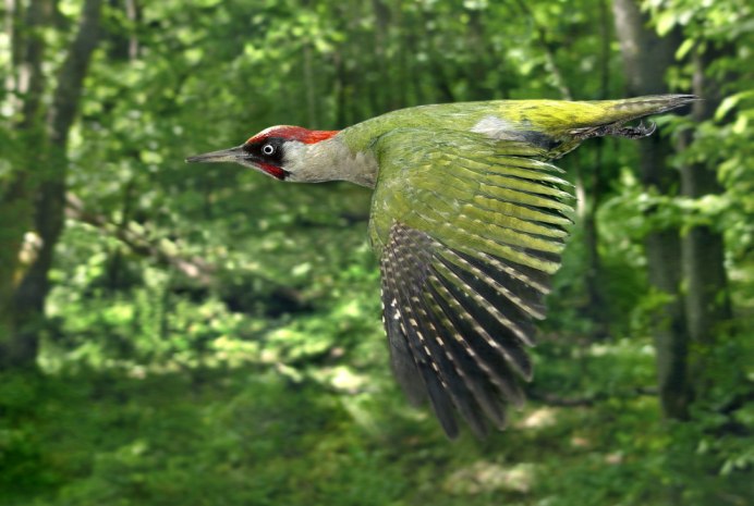 Черный Дрозд ареал