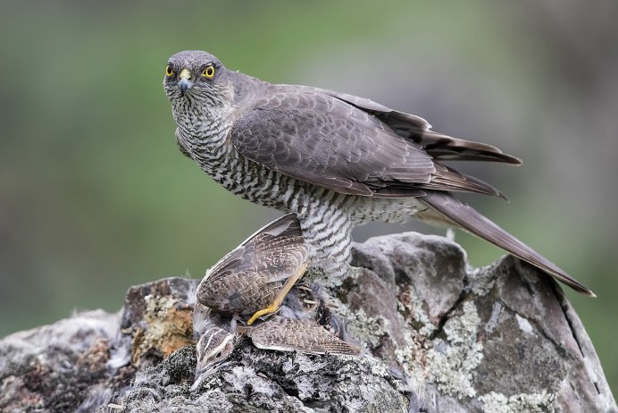 Осоед птица