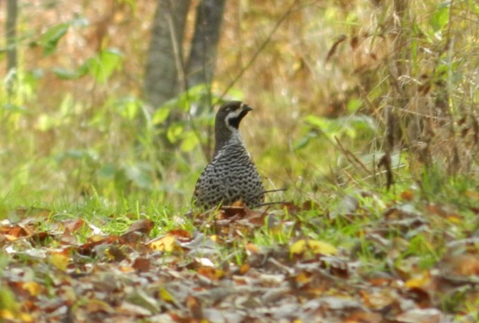 Рябчик Сибирский