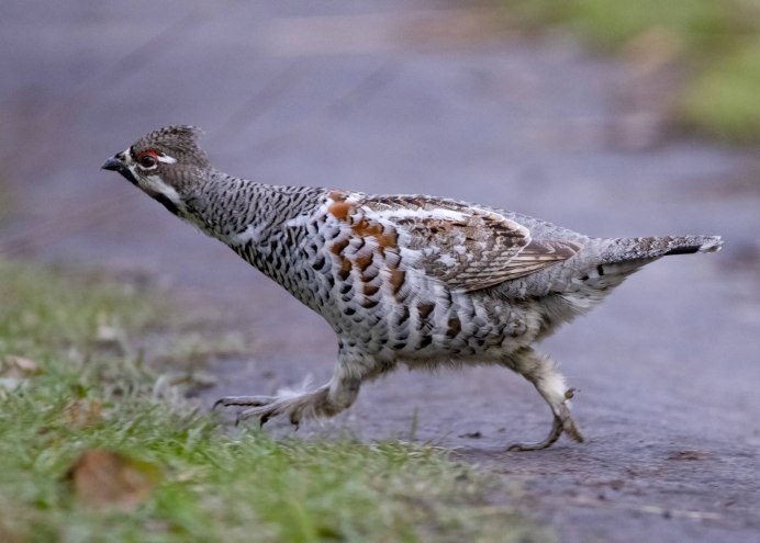 Розовый голубь (nesoenas Mayeri)