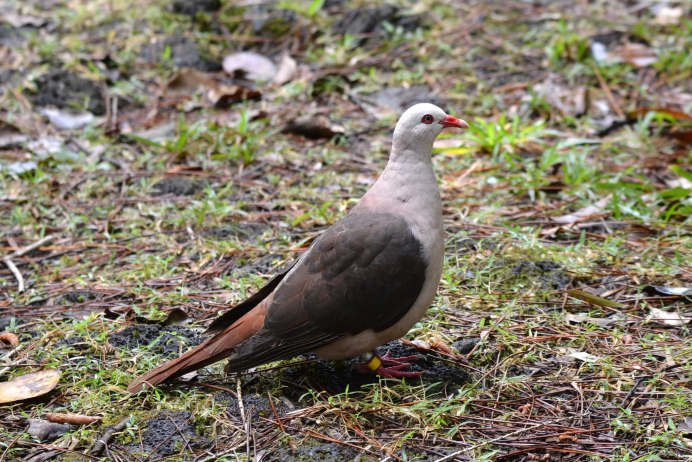 Дроздовые птицы обитания места