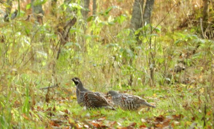 Сокол среда обитания
