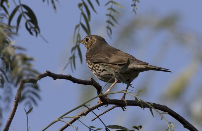 Гусь пискулька