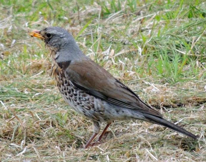 Сокол в лесотундре