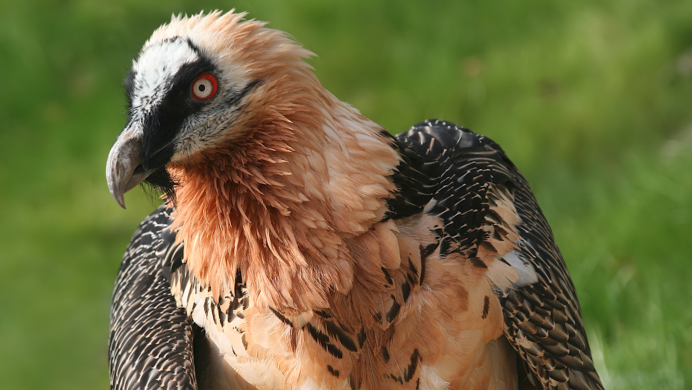 Hieraaetus pennatus milvoides - Орел-карлик