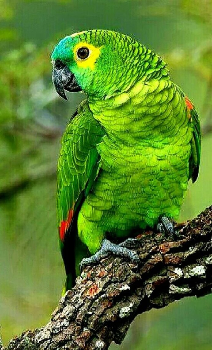 Зеленощекий Амазон