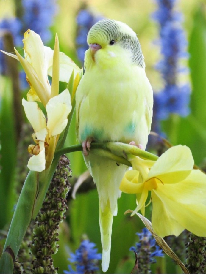 Попугаи волнистые попугайчики