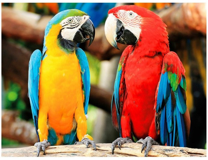 Попугай ара в Южной Америке