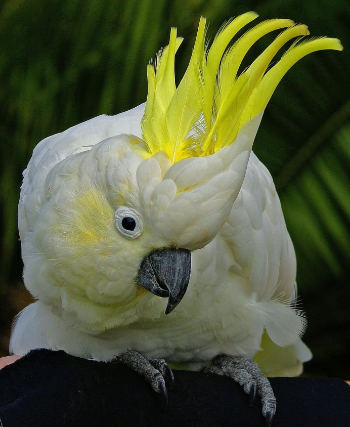 Попугай ара и Какаду