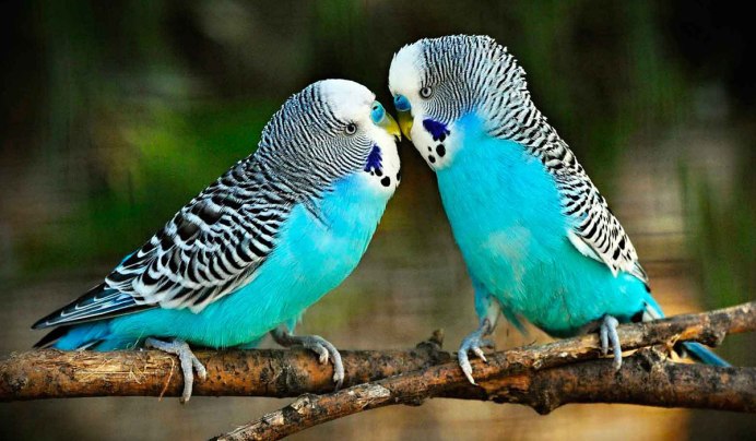 Попугай волнистик