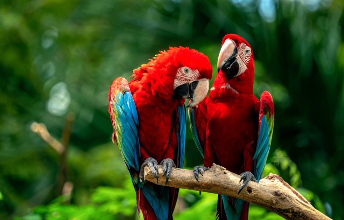 Красный ямайский ара