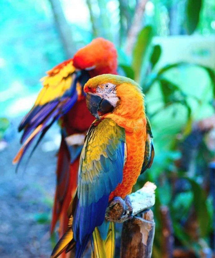 Ара попугай Джейден