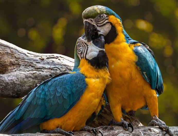 Птицы попугаи ара