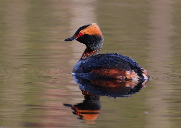 Огарь Tadorna ferruginea
