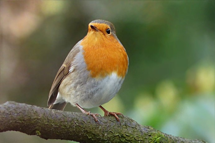 Robin Зарянка