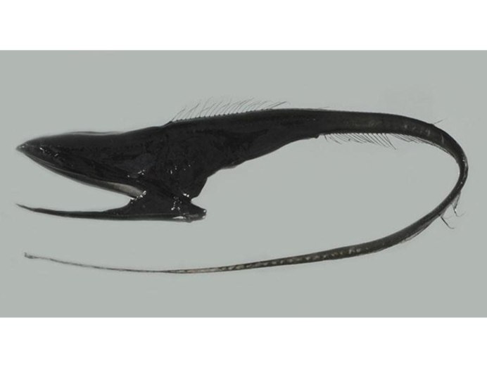 Saccopharynx ampullaceus