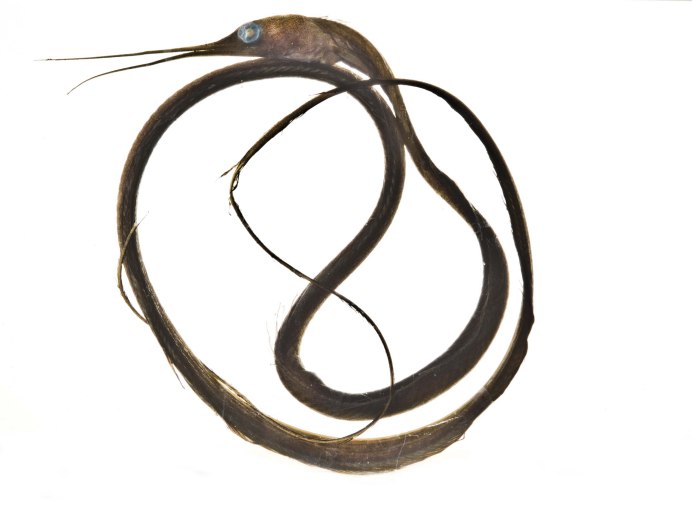 Idiacanthus Antrostomus
