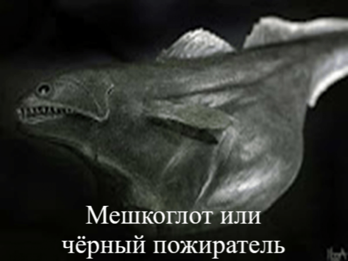 Атлантический индиакат