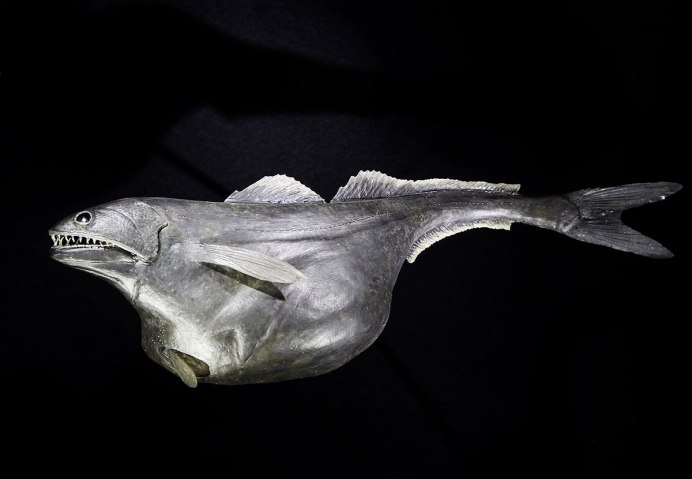 Биолюминесцентный осьминог / stauroteuthis syrtensis