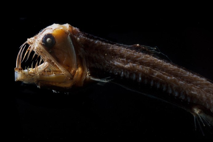 Gulper eel в жизни