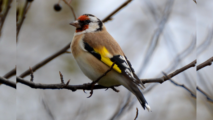 Желтоспинный Снегирь