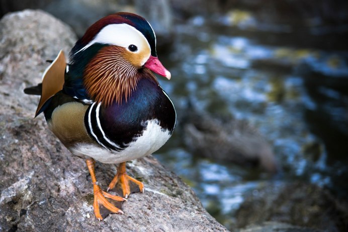 Утка Мандаринка ареал обитания