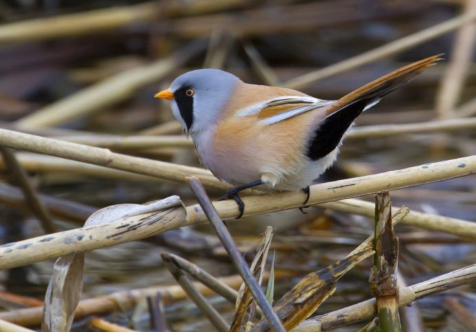 Сибирская горихвостка самка