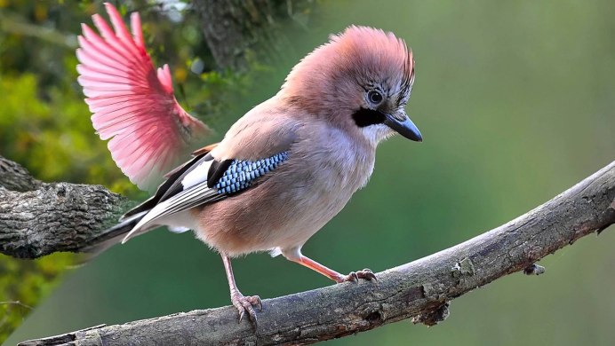 Сойка garrulus glandarius