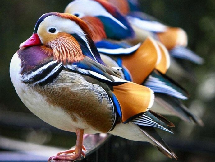 Фотограф Джонсон Чуа