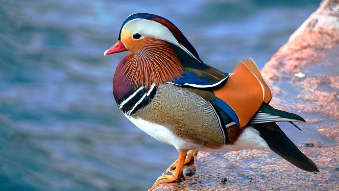 Удивительные птицы