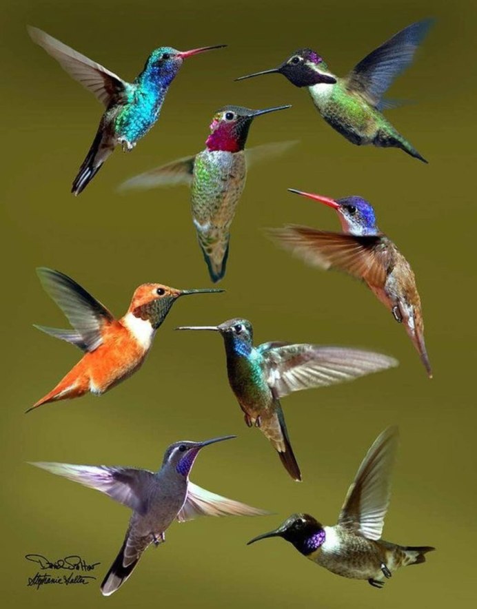 Сойка garrulus glandarius