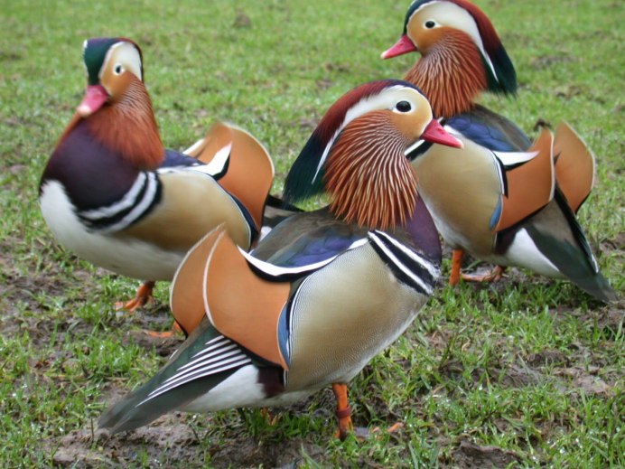 Американский Чиж