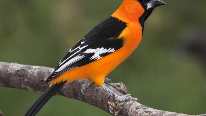 Птица Гривистый голубь