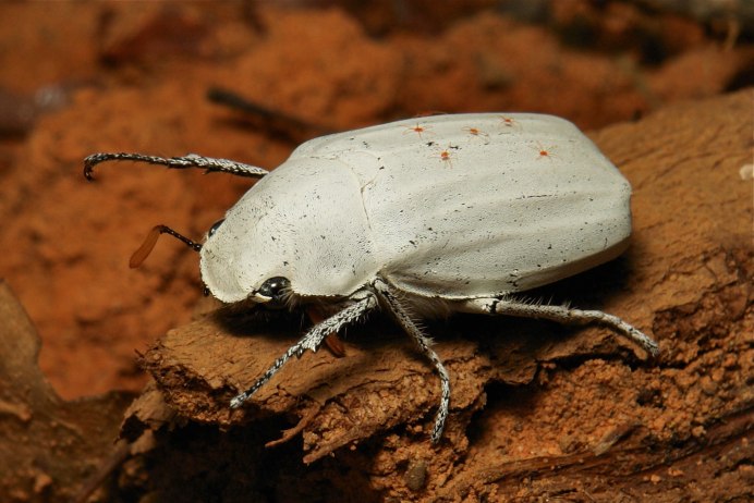Cyphochilus Жук