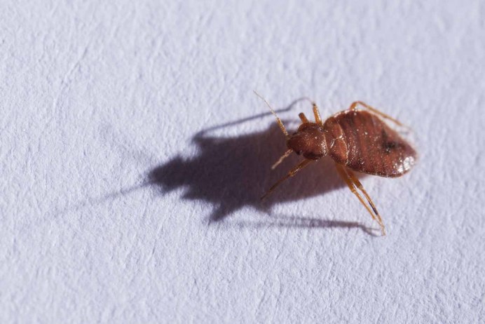 Коричневый мраморный вонючий клоп (Brown marmorated stink Bug (BMSB))
