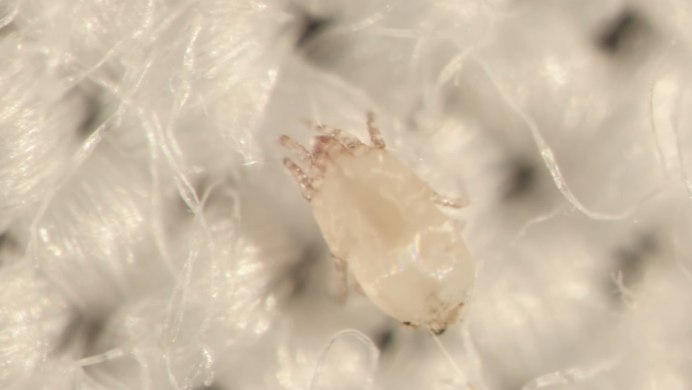 Cyphochilus Жук