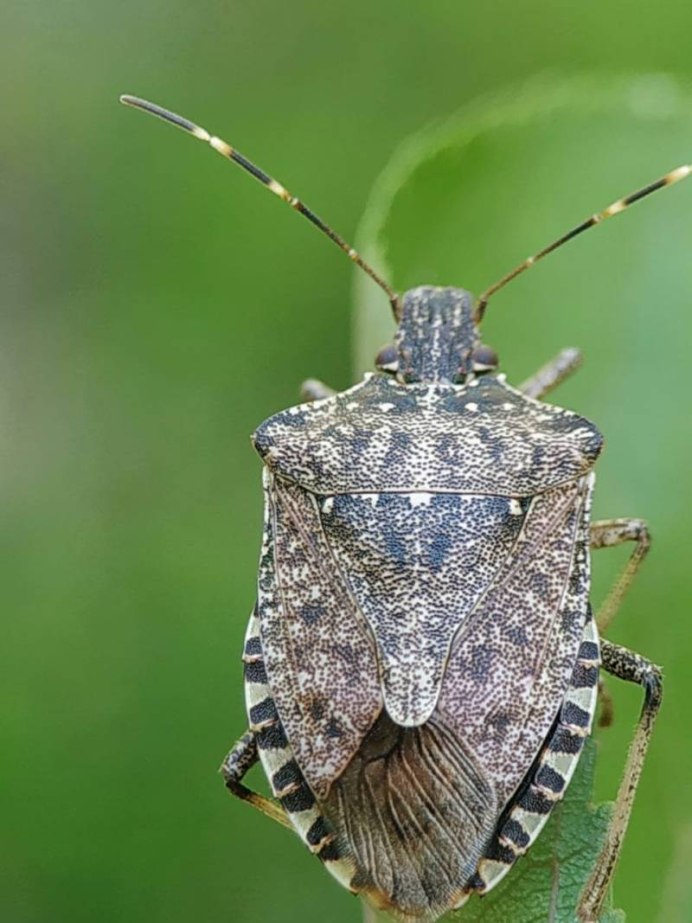 Нимфы planthopper