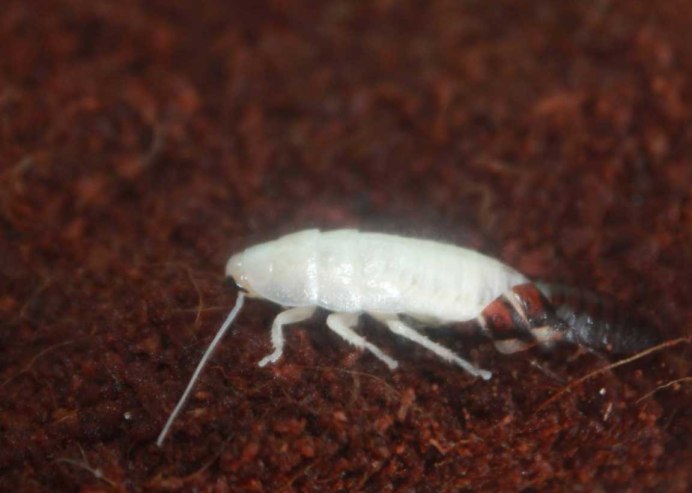 Cyphochilus insulanus