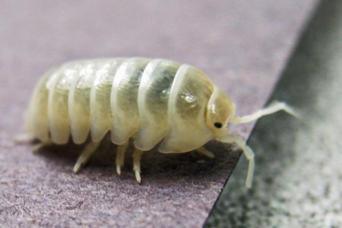 Cyphochilus Жук