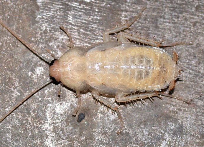 Чешуйница (lepisma saccharina)