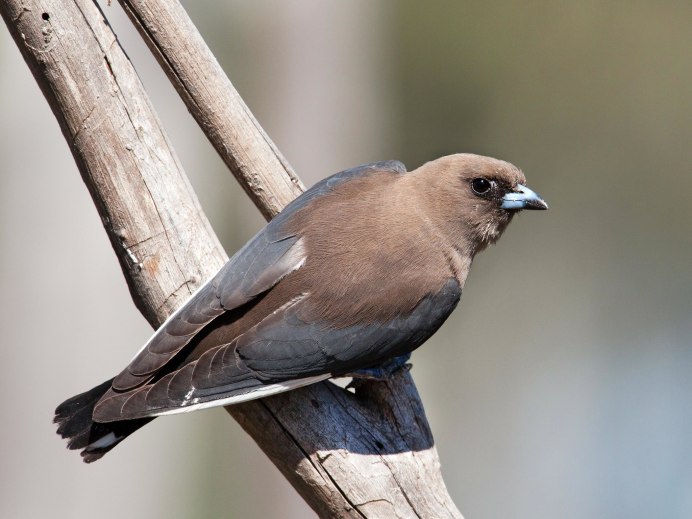 Dusky Woodswallow