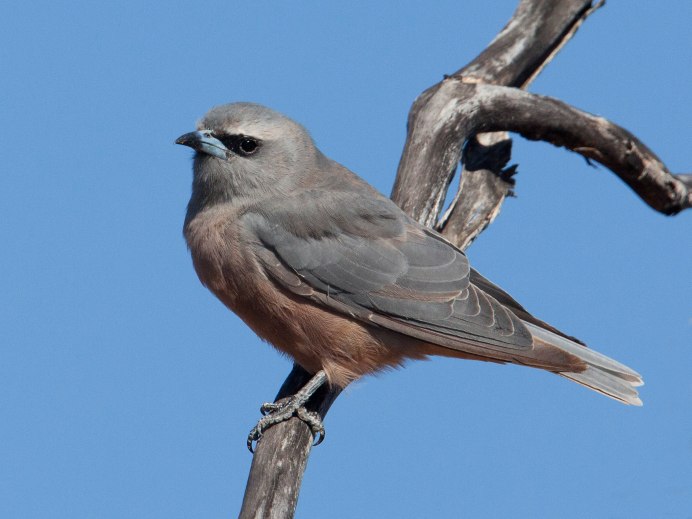 Artamus cyanopterus