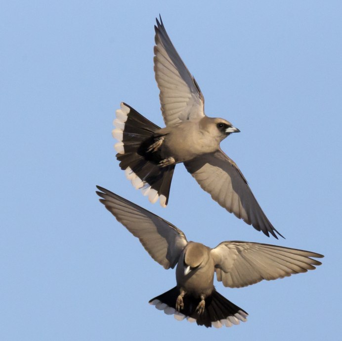 Ashy Woodswallow