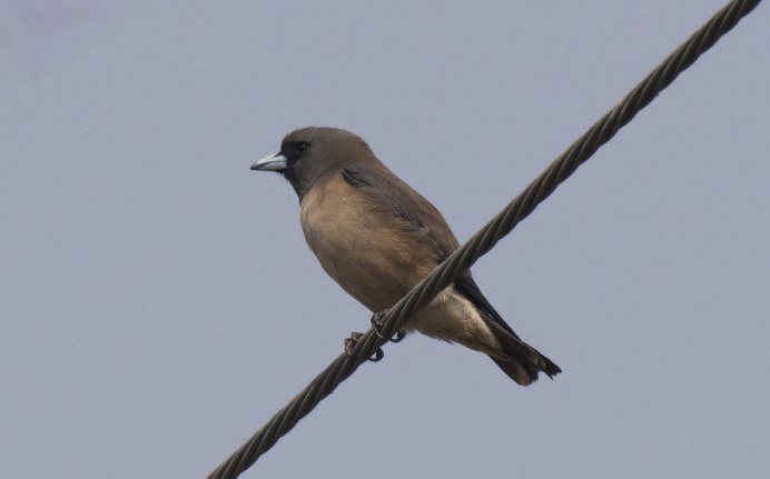 Ashy Woodswallow