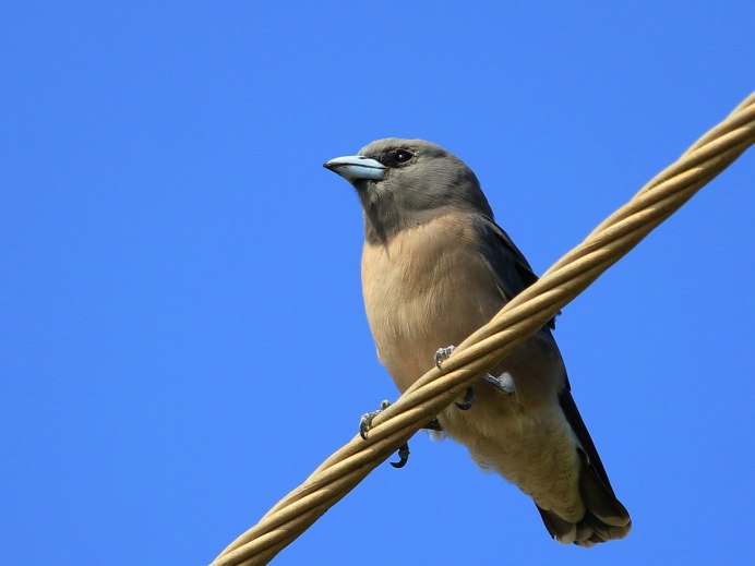 Birds of the World: Woodswallows (Artamidae)