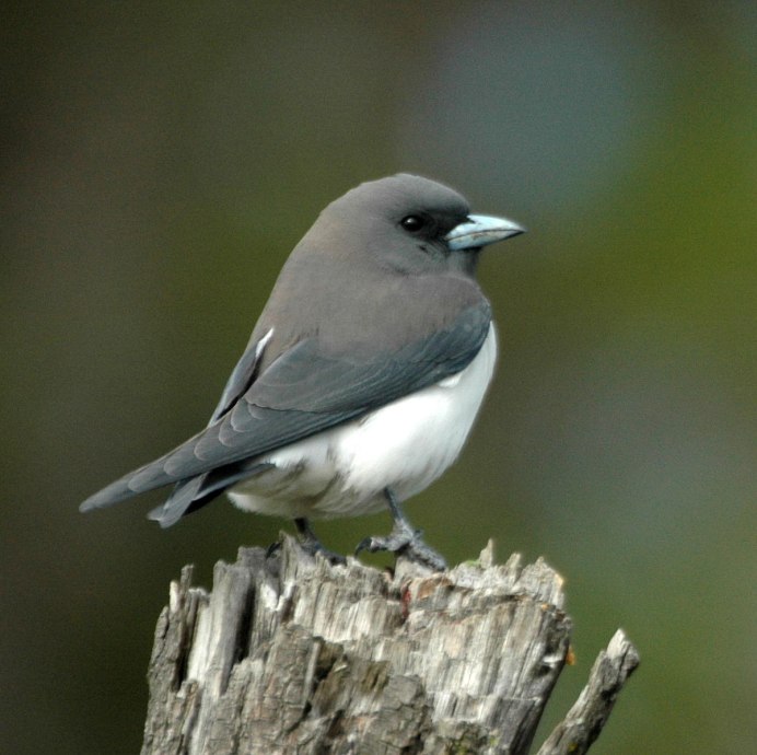 White-Browed Woodswallow