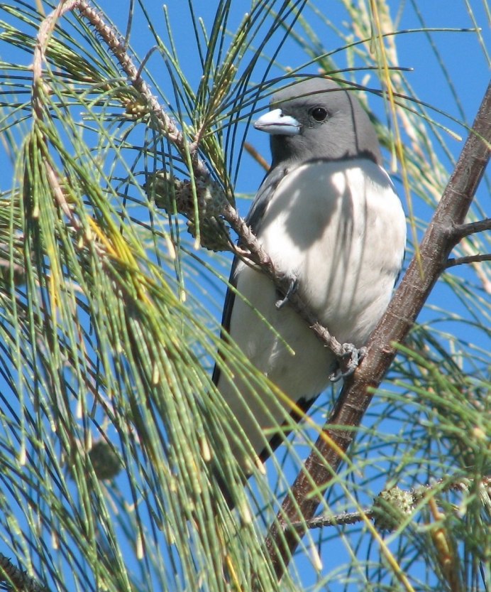 Woodswallows (Artamidae)